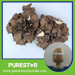 Maitake (grifola frondosa) Extract / polysaccharides