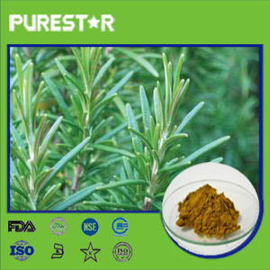 Rosemary Extract,Rosmarinic Acid