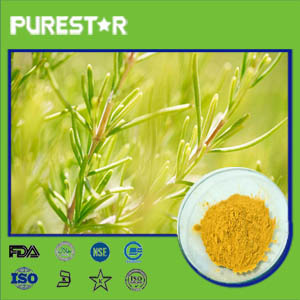 Rosemary Extract,Ursolic Acid