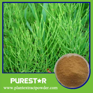 Horsetail Extract