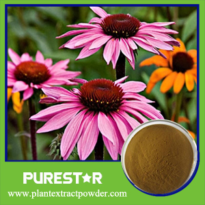 Echinacea Purpurea Extract