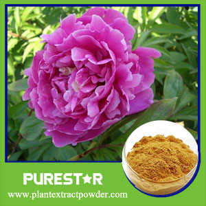 Paeonia Lactiflora Extract Paeoniflorin