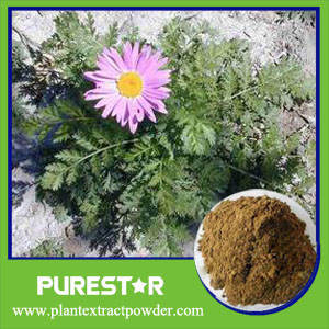 Pyrethrum Extract,Pyrethrin