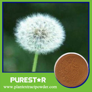 Dandelion Extract,Flavonoids