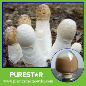 Coprinus comatus extract 