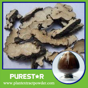 Polyporus umbellatus extract