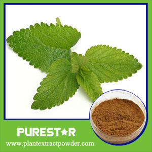 Lemon Balm Extract,Melissa Officinalis Extract