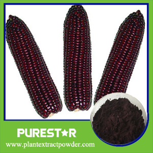 Purple Corn Extract,Anthcoandins 