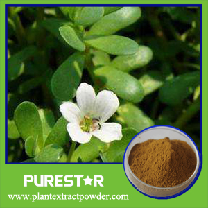 Bacopa Monnieri Extract