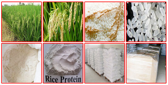 Rice Protein