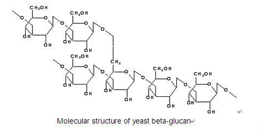 Molecular structure of yeast beta glucan