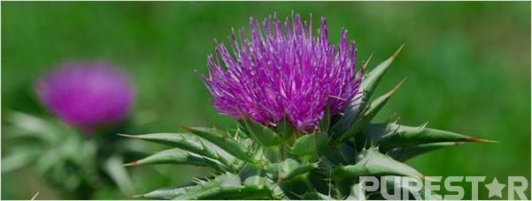 Milk Thistle Extract,Silymarin